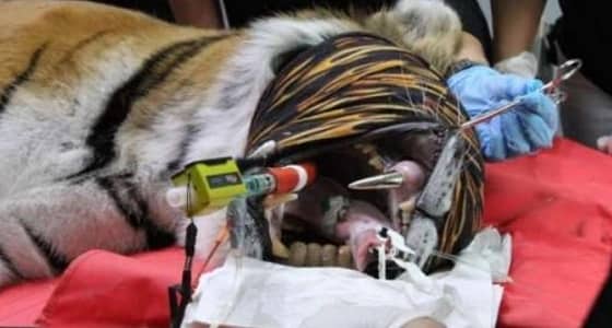 بالصور.. جراحة غريبة لزراعة ناب ذهبي لنمر مفترس