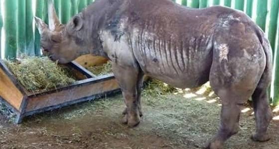 بعدما عاشت 57 عامًا..نفوق عميدة حيوانات وحيد القرن في العالم