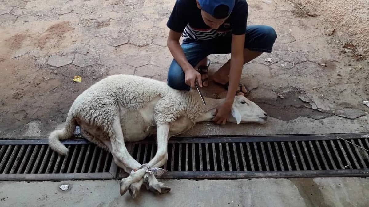 إصابة 7 أشخاص بسبب ذبح الأضاحي في الرياض