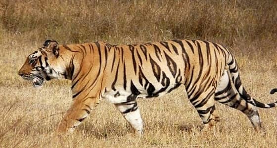 شاهد.. نمر يفترس شخصًا في الرياض