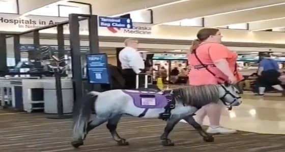 سيدة تصطحب حصانها إلى المطار ليخلصها من الضغط النفسي!