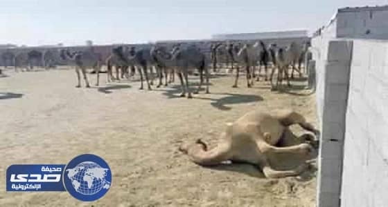 البيئة : مادة سامة وراء نفوق إبل الخفجي